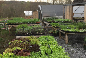 Greene Bee Greenhouse